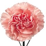 Zoom IMG-1 vistaric semi e cose dwarf Zoom IMG-1 vistaric semi e cose dwarf