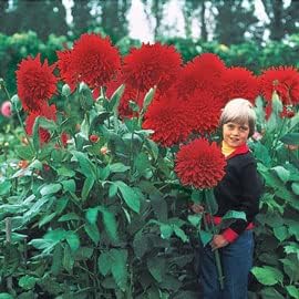 Plato de dalia gigante con semillas de flores, mezcla exótica más de 100 semillas, fabricado en Estados Unidos, se envía desde Iowa.
