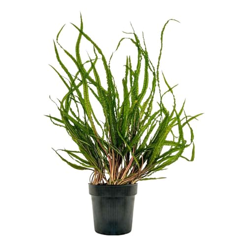 AquaOne Aquarium Pflanzen Mutterpflanze Cryptocoryne Balansae XL Robuste Aquariumpflanze für den Hintergrund Starterpflanze für Aquarium & Aquascaping