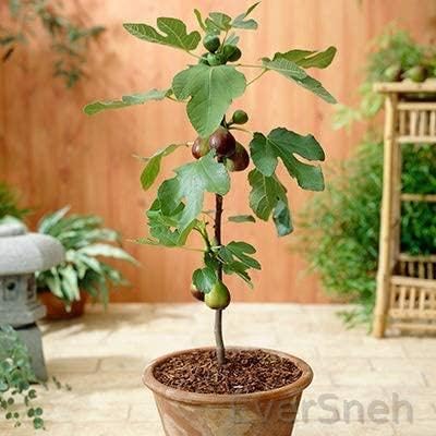 EverSneh Real Live Variety Fig Anjeer Fruit (Air Layered) Live Plant With Pot (B0C2MVW37K) Amazon Price History, Amazon Price Tracker