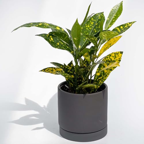 inakougeiiCiREQCj ϗtA   ~jϗt Ng 3 { A   v[g Mtg O[CeA A Ă₷ (픫ubN)