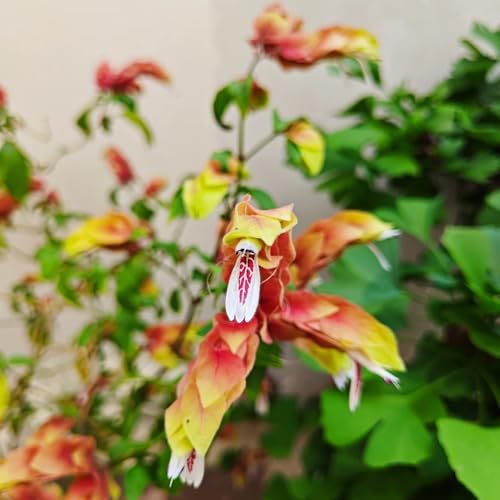 Semillas de Beloperone guttata, de jardin para lugares soleados semillas raras arbustos resistentes de hoja perenne jardín de jardín de mariposas 200pcs