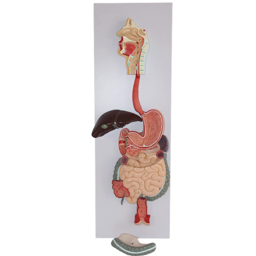 Human Digestive System Model, Natural Big,Digestive System 3 Part Oral Throat Esophagus Gastrointestinal Tract Liver And Gallbladder Model,Demonstration Teaching of Digestive Glands