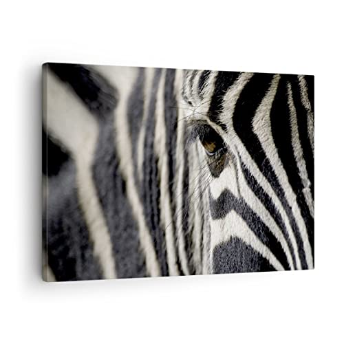 ARTTOR Lienzos decorativos Cebra rayas fauna safari Cuadro Sobre Lienzo Moderno 70x50cm Cuadros Decoracion Salon Dormitorio Cocina Cuadros Pared Imágenes Wall Art Prints Decor Canvas AA70x50-2195