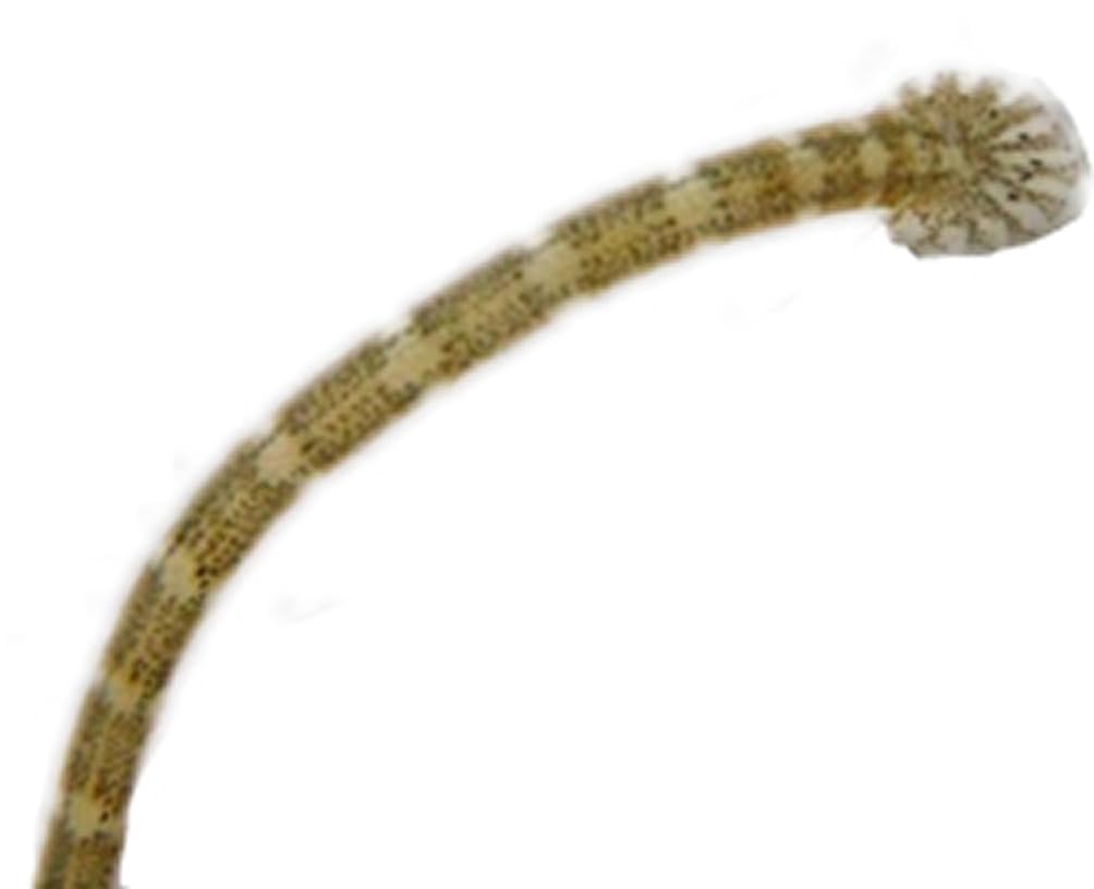 Wurmmittel für Fische 1L gegen Hautwurm Kiemenwurm Karpfenlaus für 50m³ Wasser