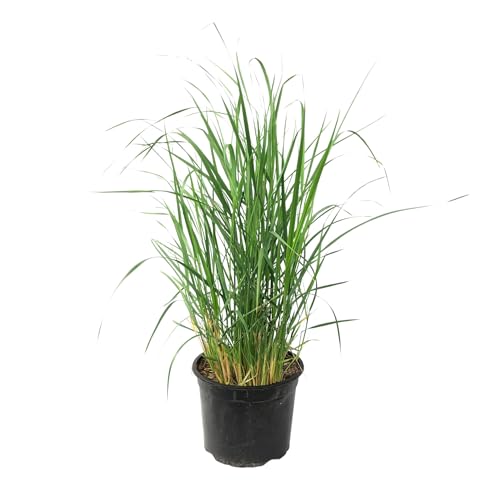Plant in a Box - Panicum virgatum 'Heavy Metal' - Erba da dito - Erba ornamentale - Pianta da giardino - ⌀ 23 cm - Altezza 40-60 cm