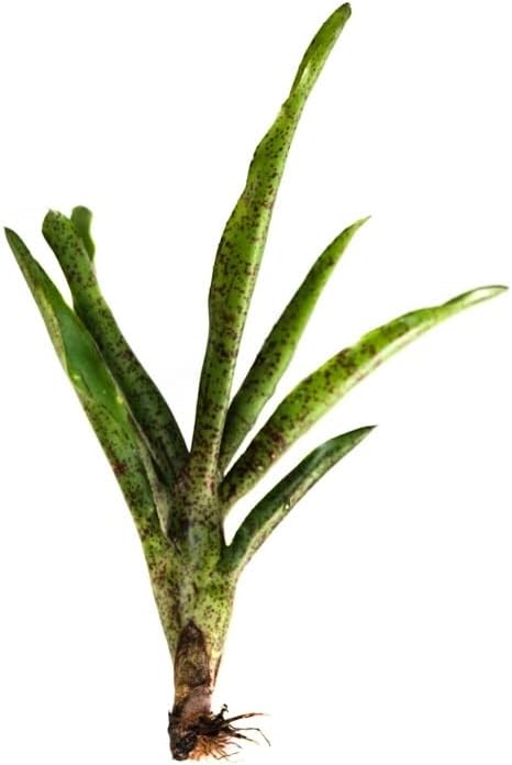 Neoregelia 'Red Dot' Bromeliad