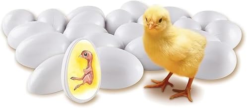 Chick Life Cycle Exploration Set, Chick Embryo Growth Model with 21 Plastic Eggs & Anatomy Drawings, Simulation of Whole Process of Chick Embryo Development, for Study Teaching