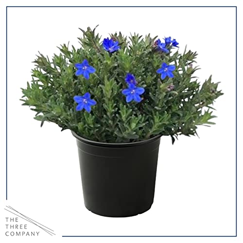 Live Flowering Blue Lithodora - Beautiful Creeping/Trailing Perennial - Healthy Spring Plant - 8" Tall by 6" Wide in 2.5 Qt Pot