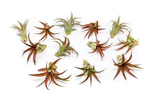 12 Pack Air Plants Red Abdita Tillandsia - Medium Air