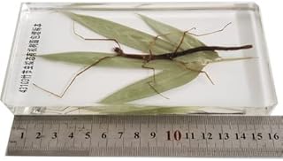 ZMX Insect Butterfly Life History Specimen Model - Educational Model Beneficial Insects Model - for Biological Experiment Equipment, Middle School Teaching Equipment