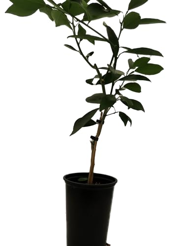 Glen Navel Orange Citrus Tree - 5' Pot- Indoors/Out - No Ship to Tx,Fl,Az,Ca,La,Hi - 5' Pot