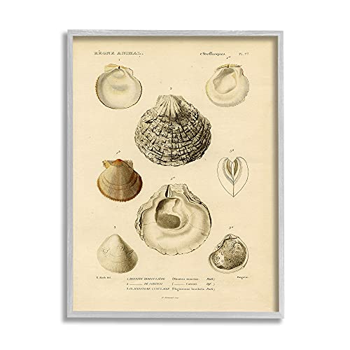 Image of 'Vintage Sea Shell Latin Study Marine Chart'| Framed Giclee Art | Stupell Industries | Gray, 11 x 14 Inches, Easy to Hang and Sturdy, Made in USA, by Lil' Rue