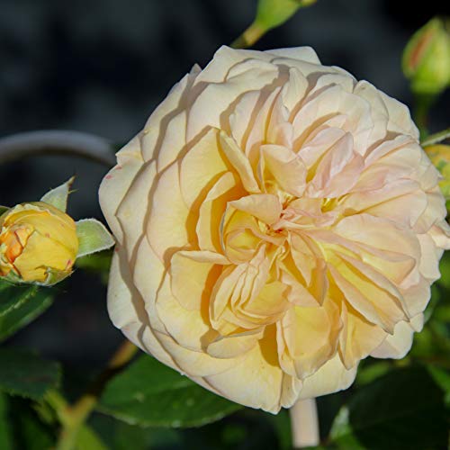 Rose 'Timeless Cream'