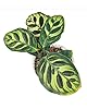 Calathea makoyana Peacock (4" Terracotta Pot) - Peacock Prayer Plant - Easy to Grow, Easy to Care Houseplant for Beginners - Live Healthy Colorful Foliage Houseplant for Home Office Decoration #3