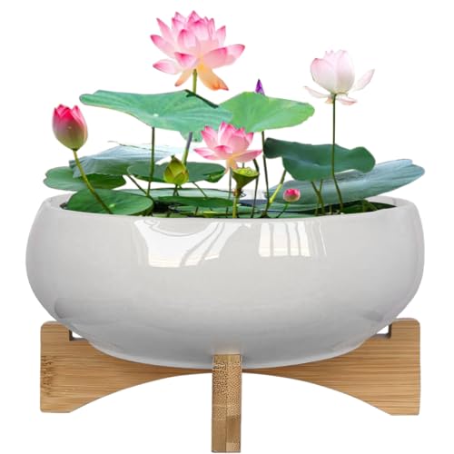 MUZHI Ceramic Lotus Bowl Planter with Bamboo Stand 8” for Aquatic Plant Seeds, Decorative Water Lily Flower Pot for Lotus Seed Planting in Water No Drainage Hole