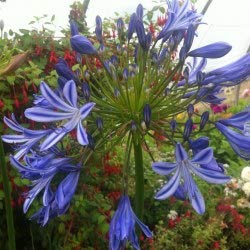 Agapanthe bleue - Agapanthus umbellatus bleue (lot de 3 pieds) Cover