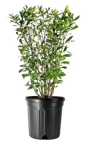 Wax Myrtle 3 Large Gallon Size Plants image