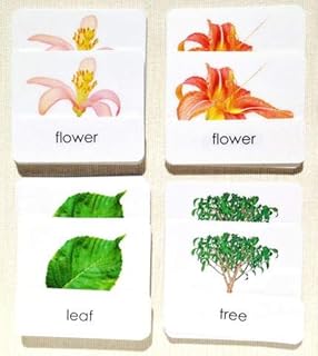 Maitri Learning Parts of Photo Cards-Botany Set of 4 (Tree, Flower-Monocot, Flower-Dicot, Leaf)