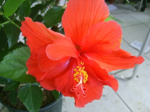 Andersons Double Red Tropical Hibiscus Bush Shrub Live Plant Landscape Type Starter Size 4 Inch Pot Emerald Tm #TOP5