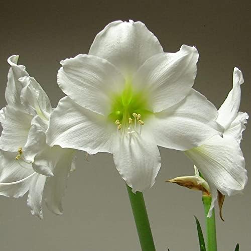 1 x Amaryllis (Hippeastrum) White Spring Flowering Bulbs Perennial Long-Lasting Blooms for Cut Flowers for Your Beautiful Garden