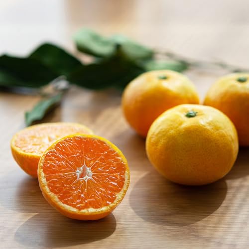 [先行予約]早生みかん 小粒みかん 6.5kg S・SSサイズ 秀品 和歌山市 まごころ産直みかん[Mg41]