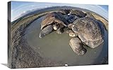  Global Gallery Volcan Alcedo Tartarughe giganti, Vulcano Alcedo, Isole Galapagos-Canvas Art-24\