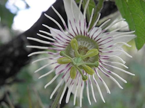 新作入荷 新品 ブライオニオイデスパッションフルーツの種 粒