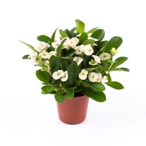 DECOALIVE Euphorbia Milii Color Blanco Cactus Natural Interior y Exterior Flores Blancas