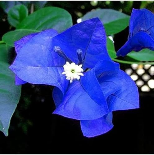 Blue Bougainvillea live plant (Pack of 1 Live plant)