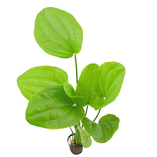 Canton Aquatic Live Aquarium Radican Sword (Echinodorus Cordifolius) Plants - Easy to Maintain - Improve Water Quality - All Natural & Organic Aquatic Plant - (Potted)