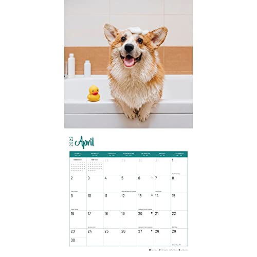 2023 Dogs Monthly Wall Calendar By Bright Day, 12 X 12 Inch, Cute Adorable Pet Photography #TOP2