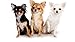 Puzzles para Adultos Rompecabezas de 500 Piezas - Perros Chihuahua Puzzles de Madera Familiar Descompresión para niños Adultos Adolescentes