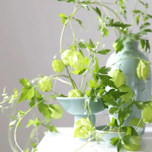 Semillas de vid de globo, regalos inusuales, semillas de plantas Planta colgante, plantas resistentes para jardín. plantas de balcón, plantas de sombra planta colgante real de 200pcs