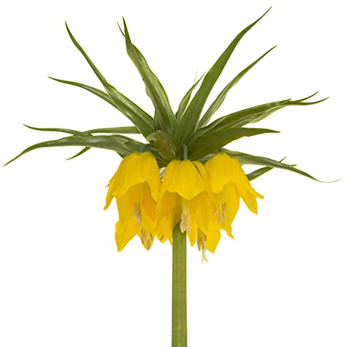 Winterlinge Kaufen Die 15 besten Produkte im Vergleich