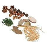 Plantas muicle naturales: adecuadas para el hogar, tiendas, panaderías y otras ocasiones.