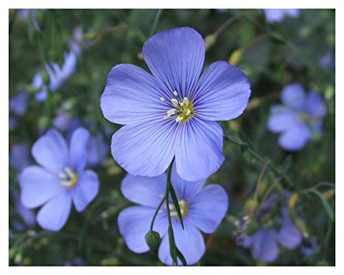 PREMIER SEEDS DIRECT - Linum PERENNE - Blue Flax - 3GM ~ Approx 1900 Seeds