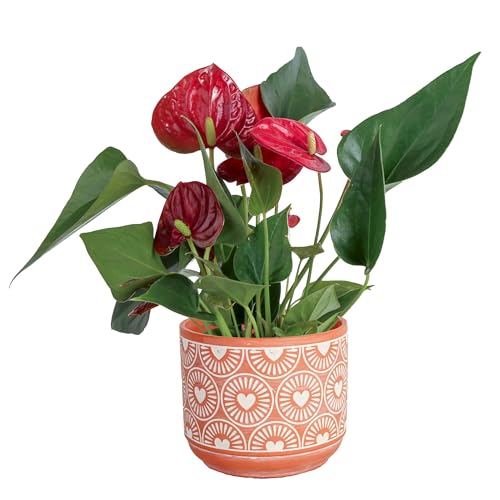Costa Farms Anthurium, Flamingo Flower Live Plant in Decorative Pot,