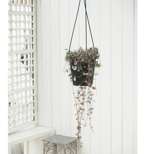 ϗtA ZxLA EbfBin[gJYj 5ݔ A N Ceropegia woodii Heart vine nMO 1 n[g LOVE`F[ ͂Ȃ݂ǂ