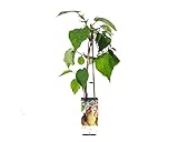 Árbol de Kiwi Saludable y Autofértil - Actinidia Deliciosa - Cosecha tus Propios Frutos