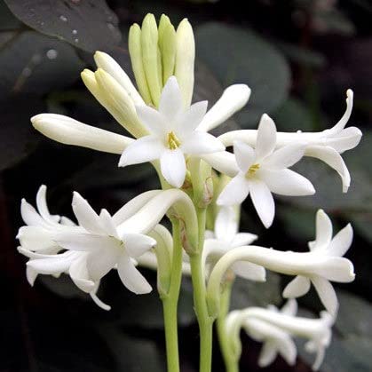 Eden Brothers Mexican Tuberose Bulbs - Single White