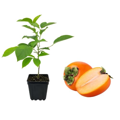 American Persimmon Plant Live in Quart Pot, Low Maintenance, High Yield Fruit Tree, Sweet Crisp Persimmon Tree, for Home Garden & Orchard