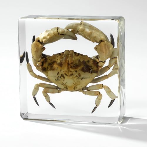 Image of Taxidermy Crabs, Real Oceans Animals Specimen in Resin Preserved, Clear for Closer-Look & Study, Science Educational Classroom Specimens for Home Office Ornament Novelty Gift (3.0x3.0x0.8-inch)