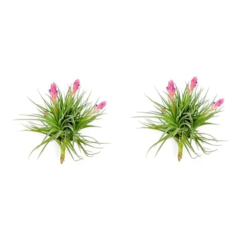 Air Plants - Flowering Tillandsia Rose BAER, Large 5" - 2ct - Live Arrival Guaranteed - House Plants for Home Decor & Gift Cover