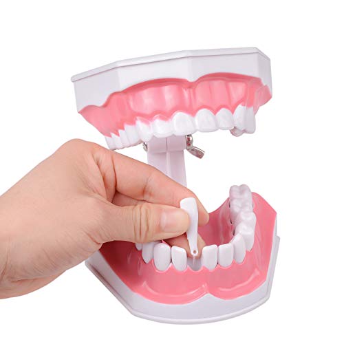 Doc.Royal Adult Dental Teeth Model and Toothbrush with Removable Lower Teeth Teaching Model - Thumbnail 7