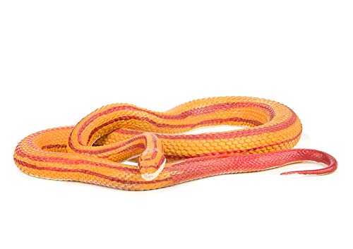 Safari Ltd. Incredible Creatures - Corn Snake XL - Phthalate, Lead and BPA Free - for Ages 3+
