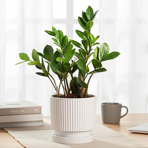 Image of UGAOO Roma Ceramic Pot |Indoor Ceramic Planter for Home, Office, Garden, Balcony - White (5 Inch)