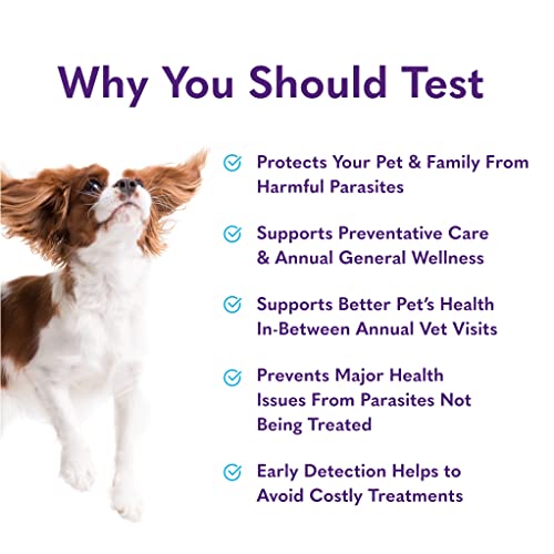 MySimplePetLab Routine Dog Stool Test Kit Fast and Accurate Worms and