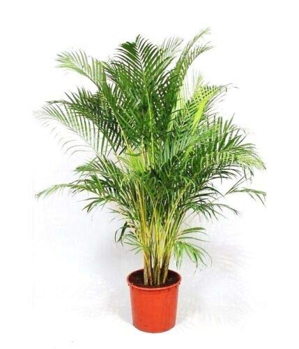 Dypsis Lutescens, Areca Palm Golden Cane Palms Ornamental Plant Seed - 25 Seeds