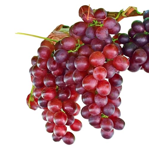 Catawba Grape Vine – Hardy Fruit Plant with Sweet Red-Purple Grapes for Fresh Eating, Juices & Wine (3 Gallon/Potted/Single)